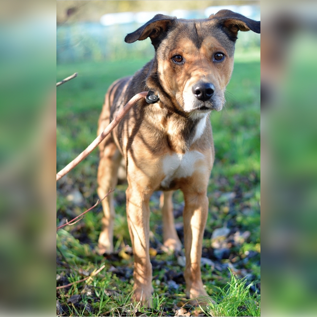 Brauner Rüde, stehend, von vorn, Blick in Kamera