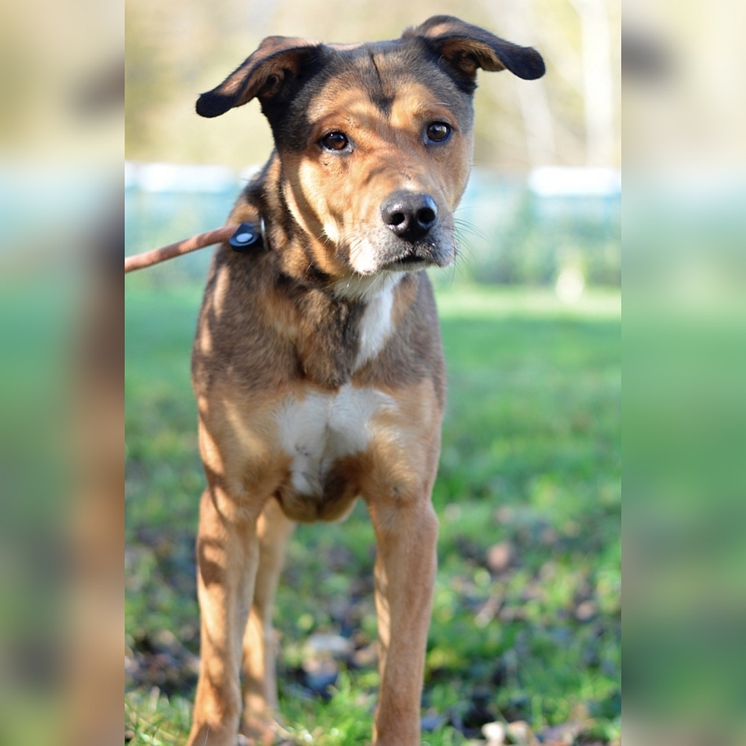 Brauner Rüde, stehend, von vorn, Blick in Kamera