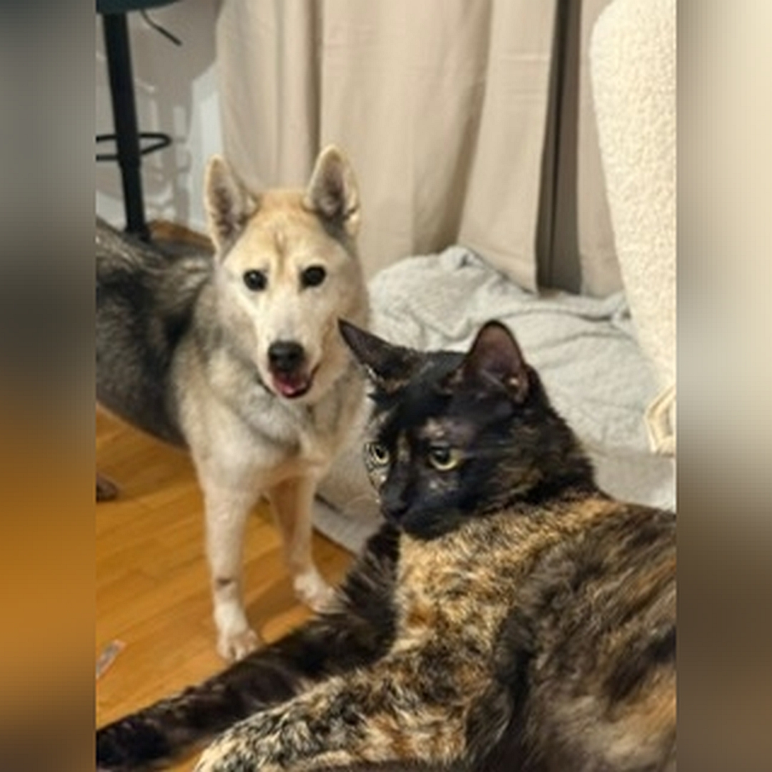 Hellbeige-braungraue Hündin, stehend, von eher rechts vorn, im Vordergrund eine Katze, Blick in Kamera