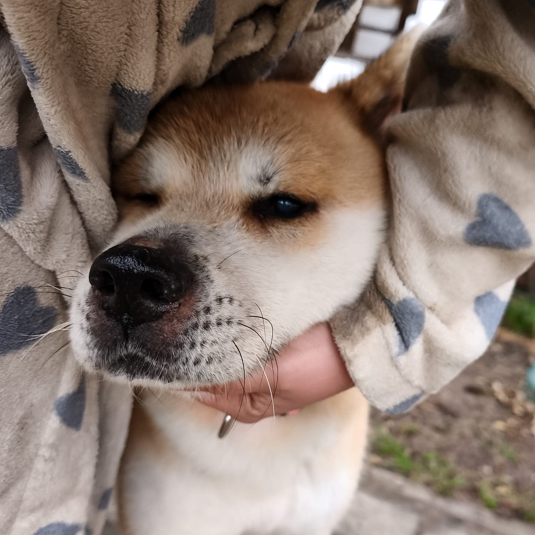 Hellbraun-weißer Rüde, Portrait, von vorn, Kopf im Arm einer Person, und Blick geradeaus