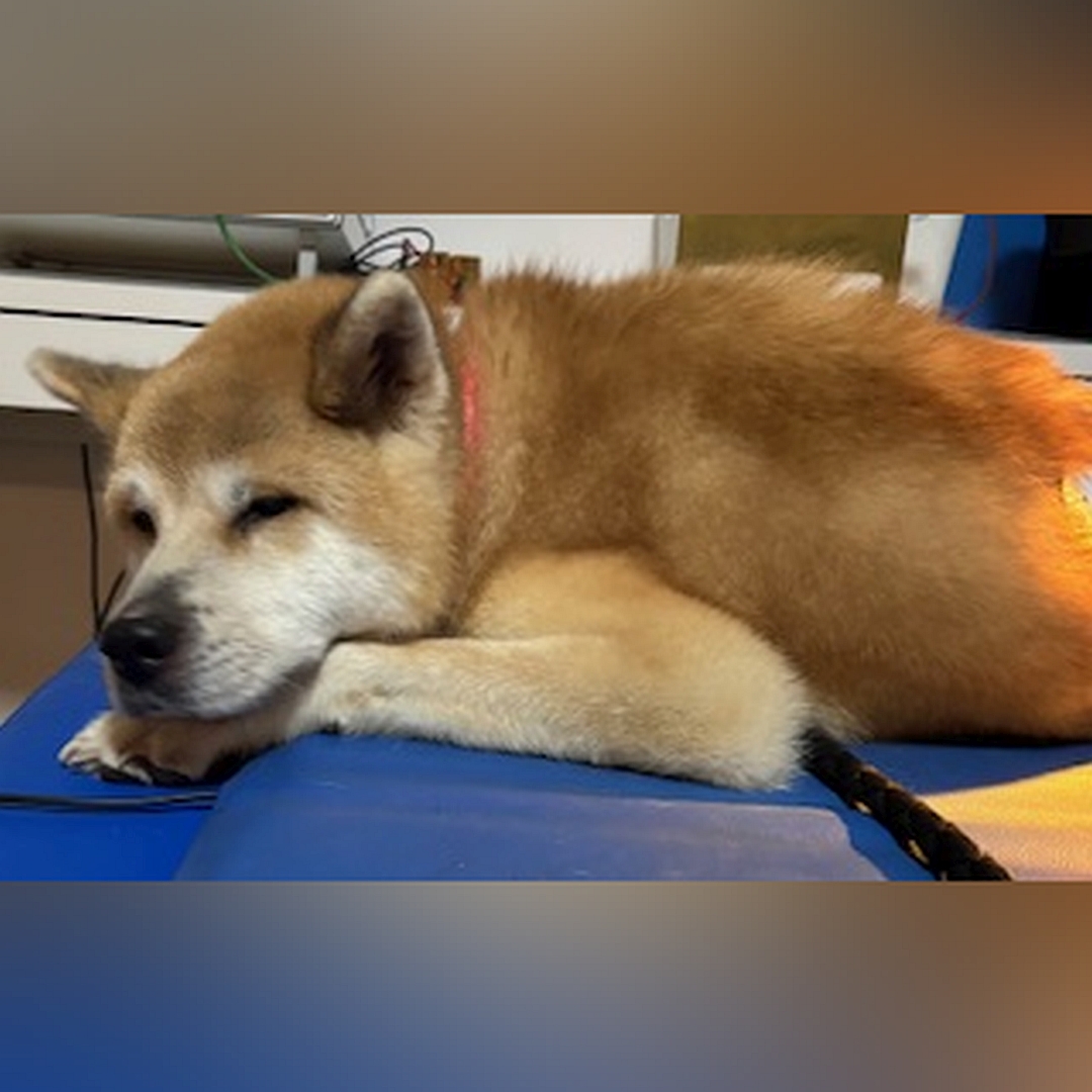 Hellbraun-weißer Rüde, liegend, linke Seite, Kopf und Blick leicht nach links Richtung Kamera