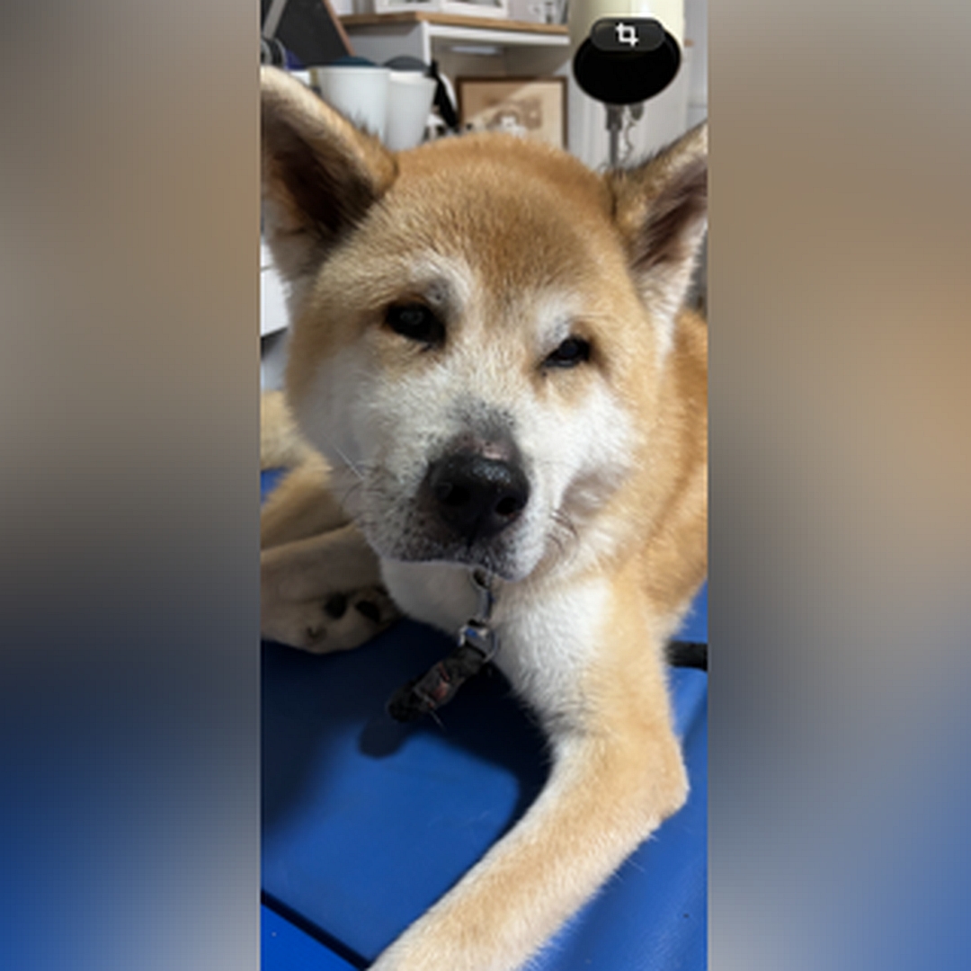 Hellbraun-weißer Rüde, liegend, von vorn, Kopf und Blick leicht nach links oben Richtung Kamera