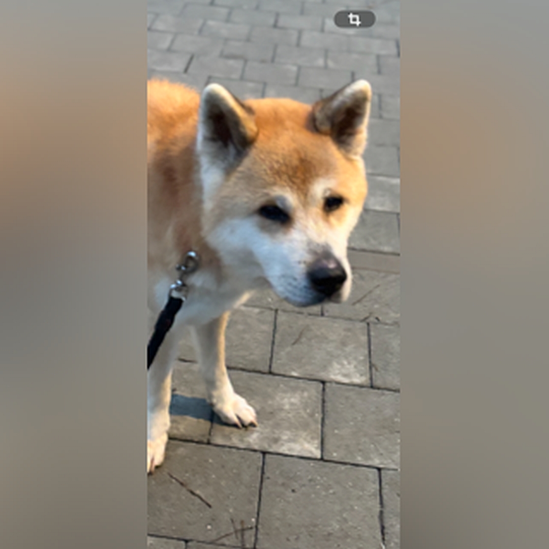 Hellbraun-weißer Rüde, stehend, von vorn, Kopf und Blick in Kamera