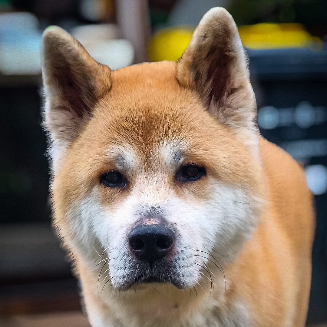 Hellbraun-weißer Rüde, Portrait, von vorn, Blick in Kamera