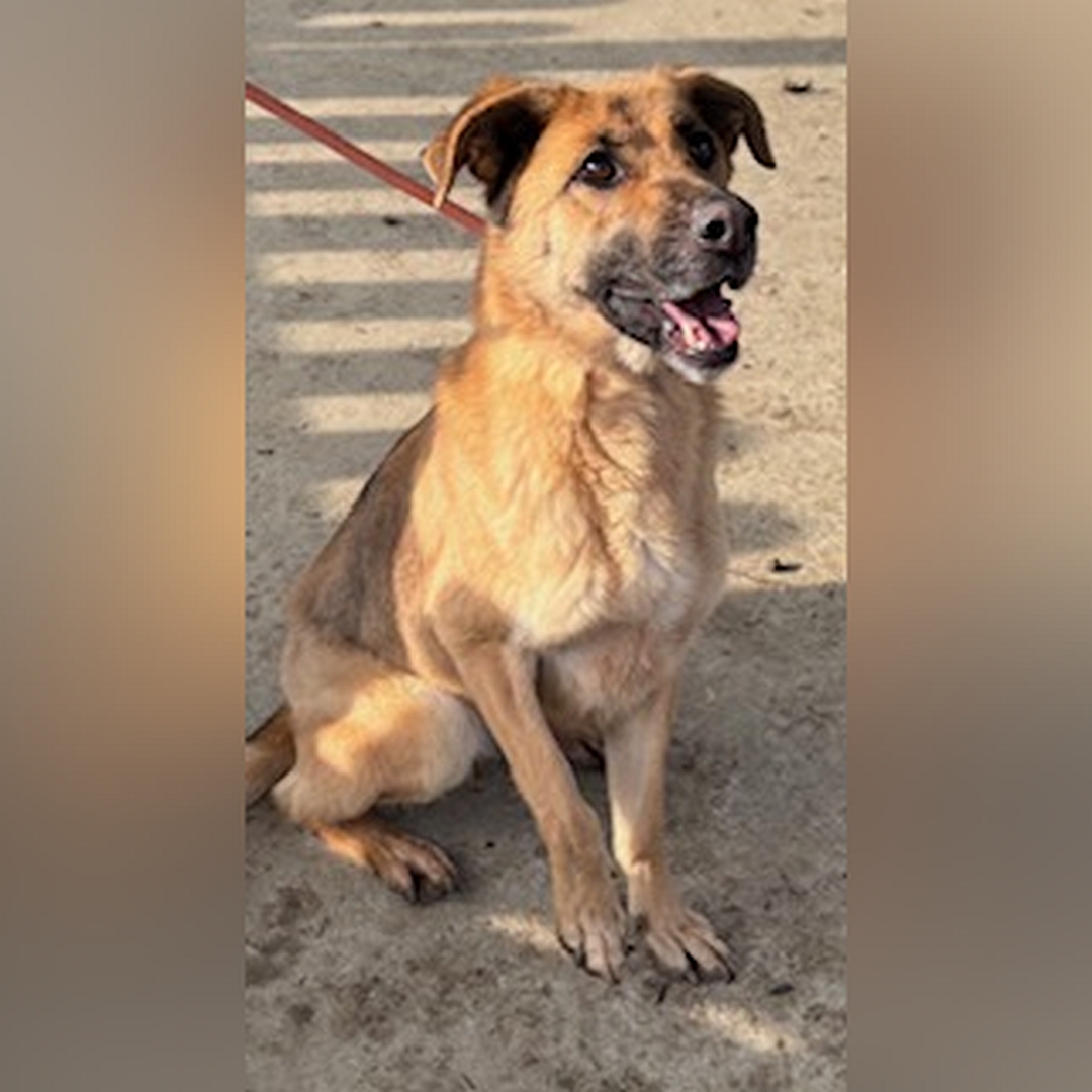 Hellbraune Hündin, dunkle Schnauze, sitzend, von eher rechts vorn, Blick geradeaus