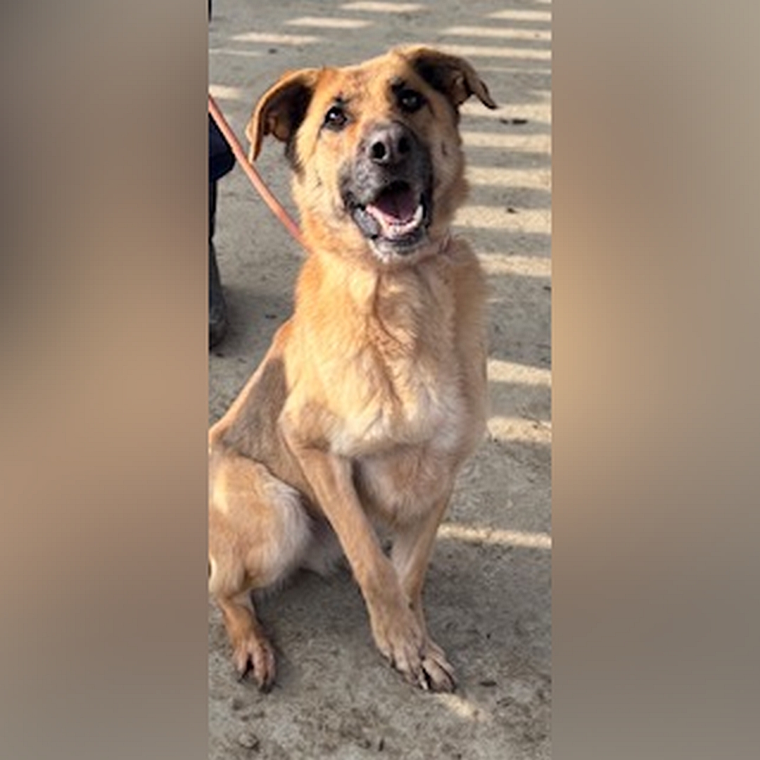 Hellbraune Hündin, dunkle Schnauze, sitzend, von eher rechts vorn, Blick nach rechts in Kamera