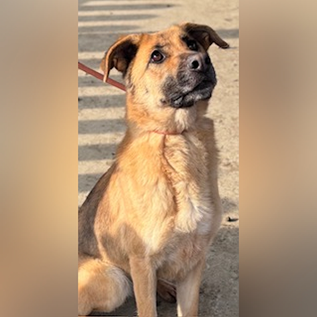 Hellbraune Hündin, dunkle Schnauze, sitzend, von eher rechts vorn, Blick leicht nach oben