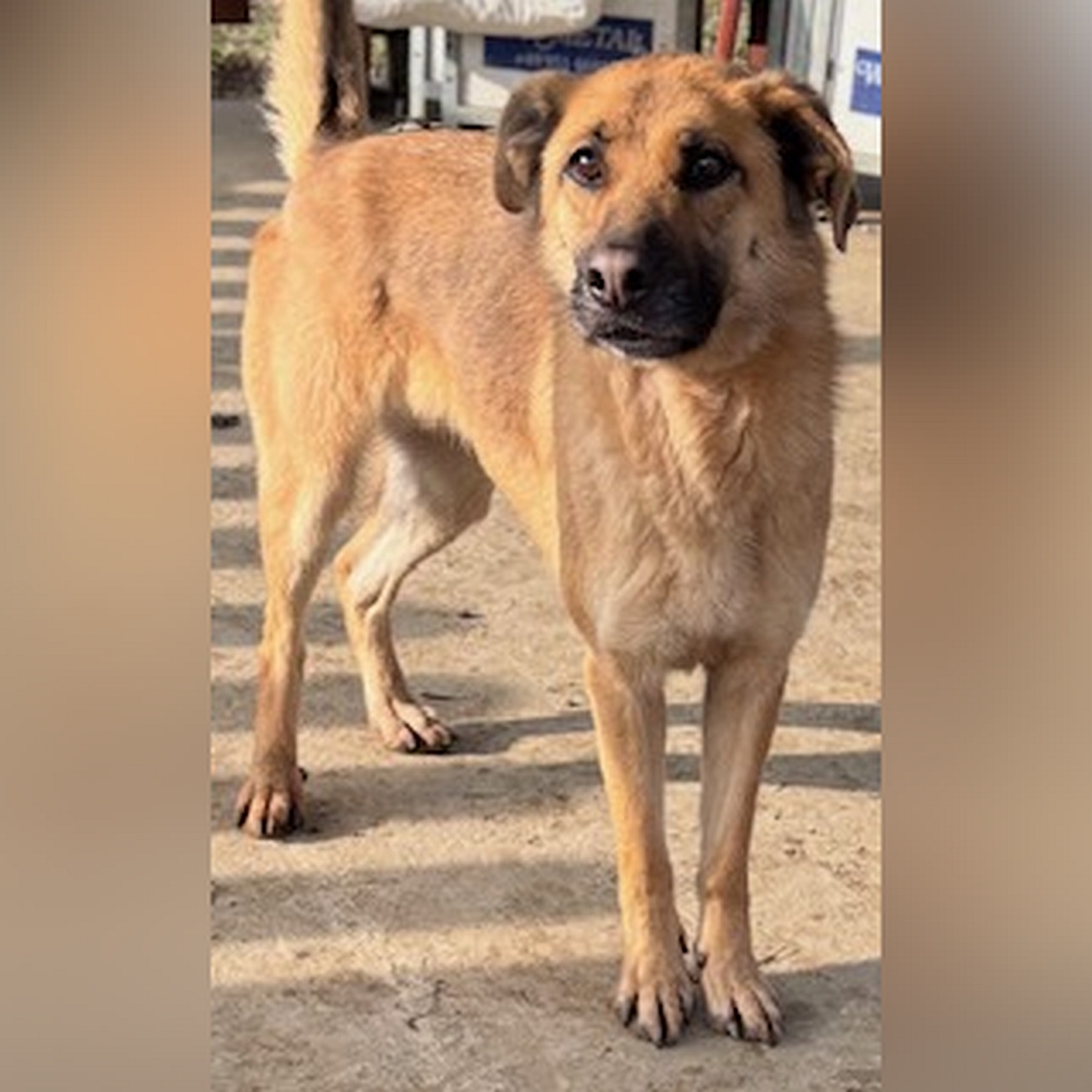 Hellbraune Hündin, dunkle Schnauze, stehend, von eher rechts vorn, Kopf und Blick Richtung Kamera