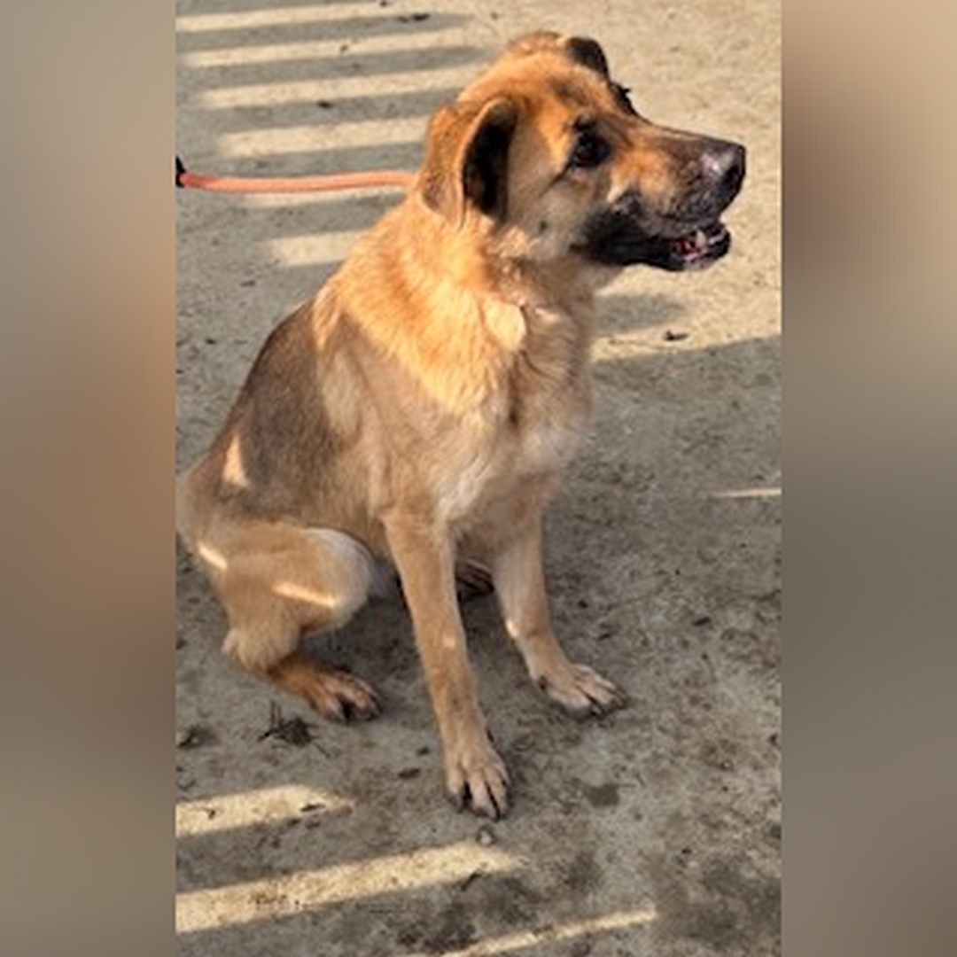 Hellbraune Hündin, dunkle Schnauze, sitzend, rechte Seite, fragender Blick geradeaus