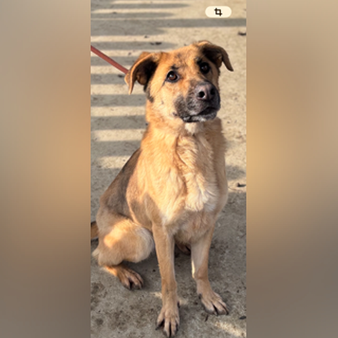 Hellbraune Hündin, dunkle Schnauze, sitzend, von eher rechts vorn, Blick leicht nach oben