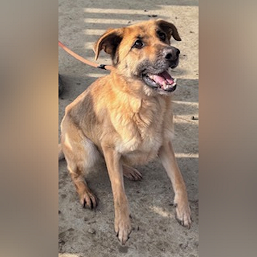 Hellbraune Hündin, dunkle Schnauze, sitzend, von eher rechts vorn, Blick leicht nach oben