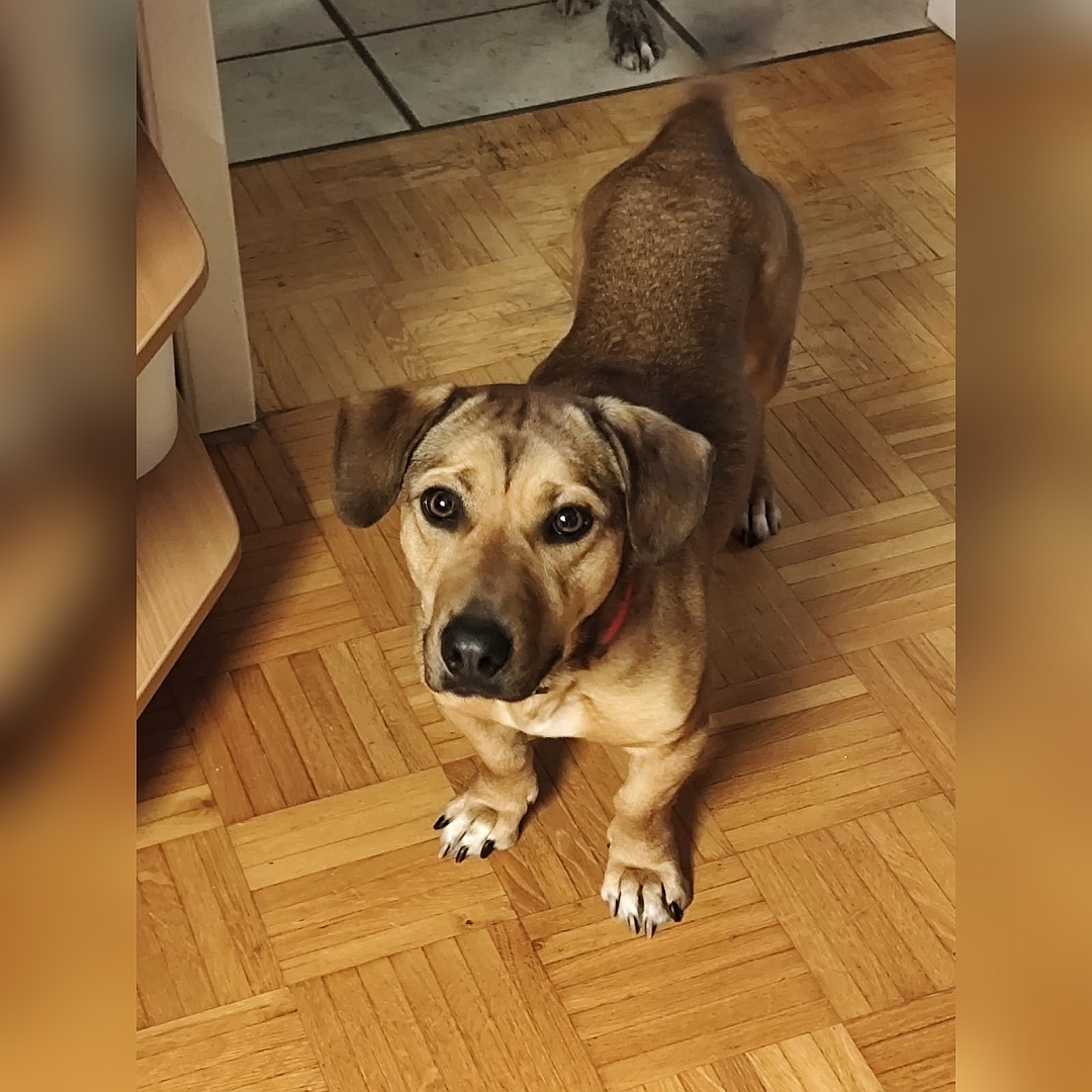 Hellbraune Hündin, stehend, von vorn oben, Blick nach oben in Kamera