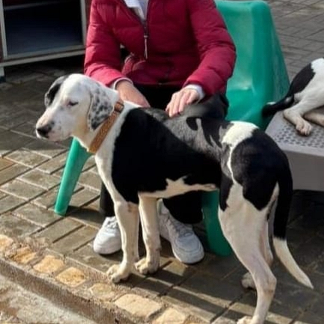 Weiße Hündin mit schwarzen Flecken, vor einer Person  stehend, linke Seite, Kopf und Blick nach links