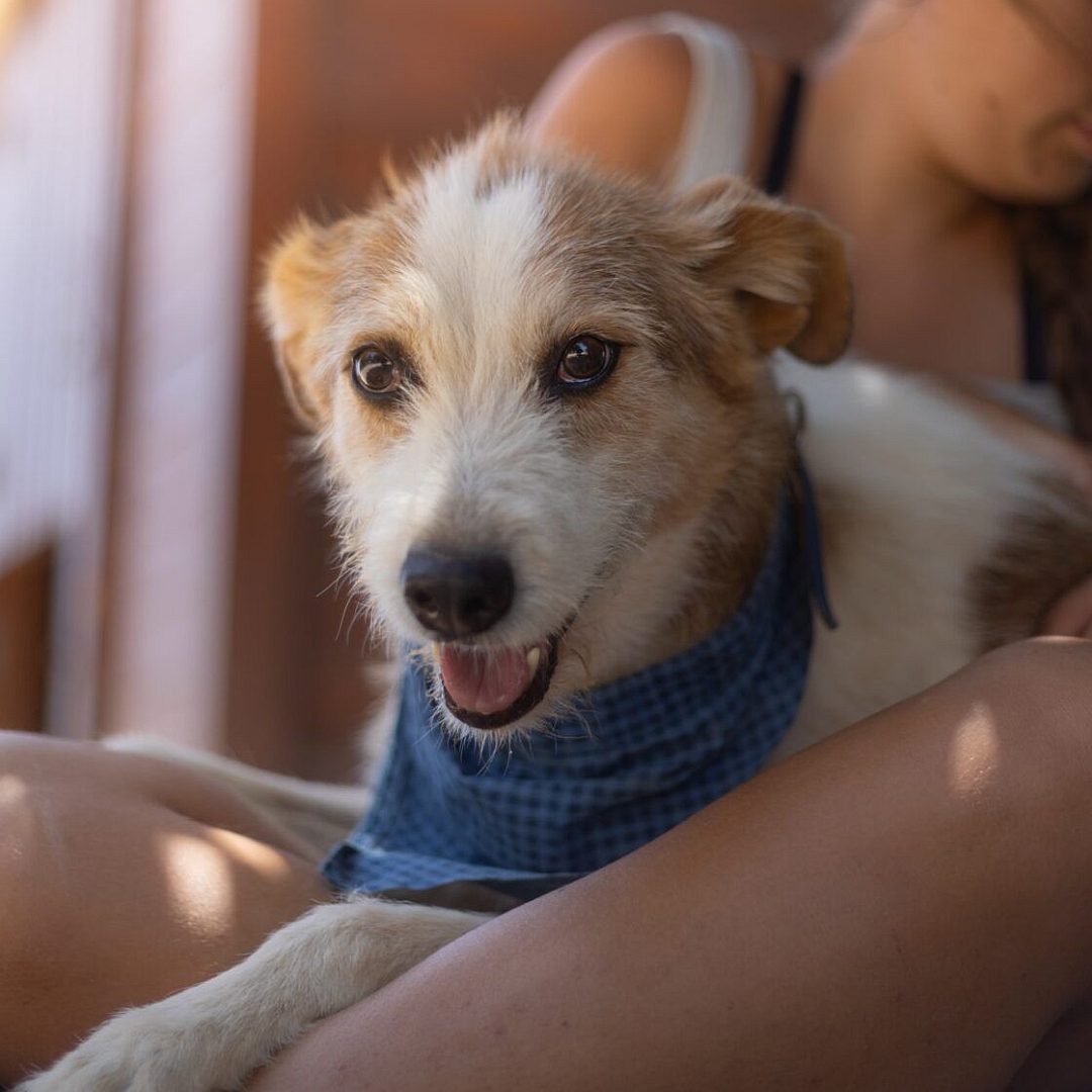 Weißer Rüde mit hellbraunen Flecken, im Schoß einer Person liegend, von vorn, Blick in Kamera