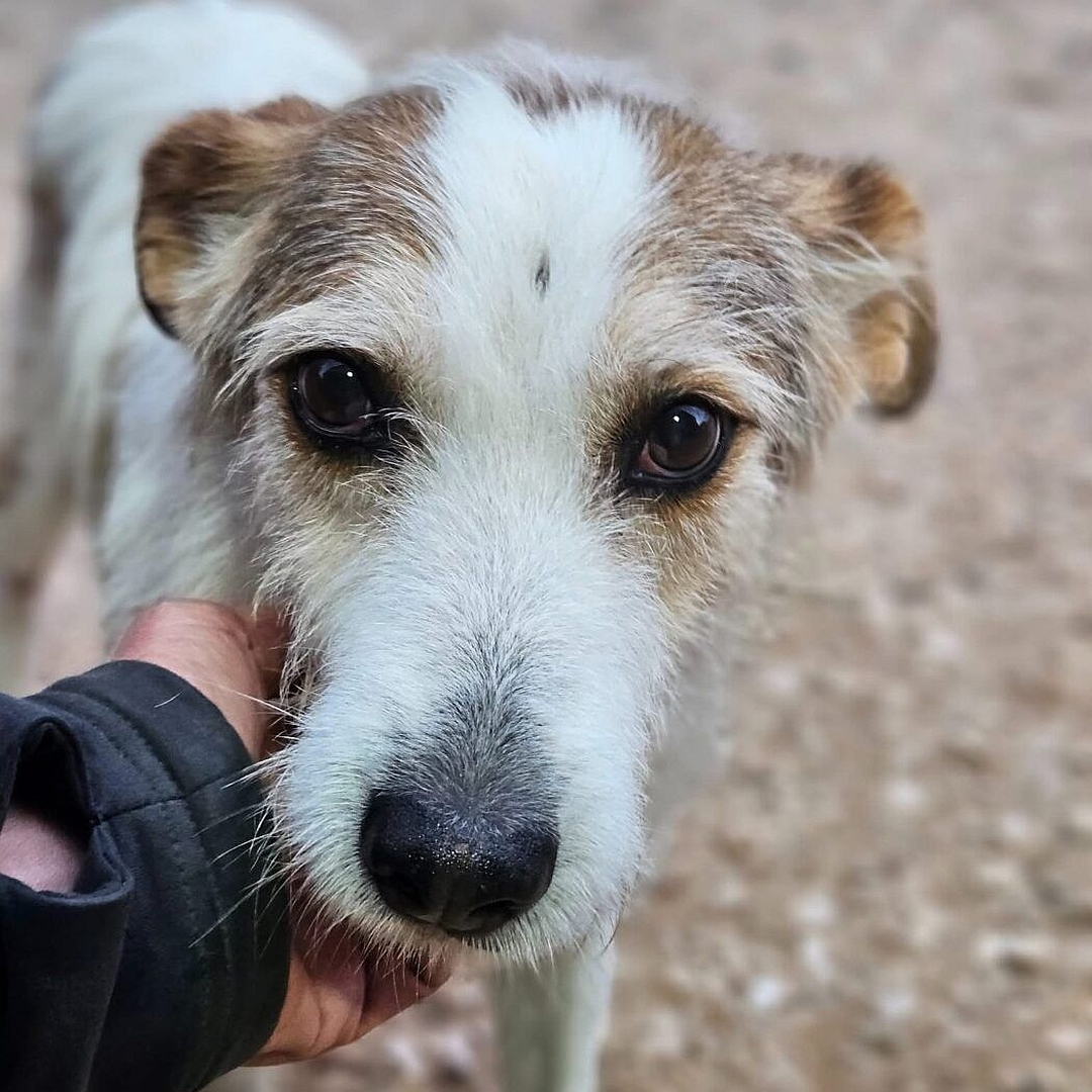 Weißer Rüde mit hellbraunen Flecken, Portrait, von vorn, Blick in Kamera