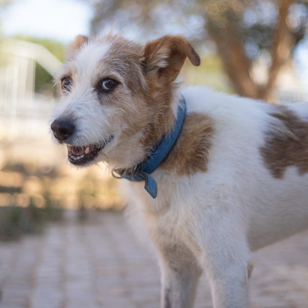 Weißer Rüde mit hellbraunen Flecken, stehend, linke Seite, Kopf und Blick nach links Richtung Kamera