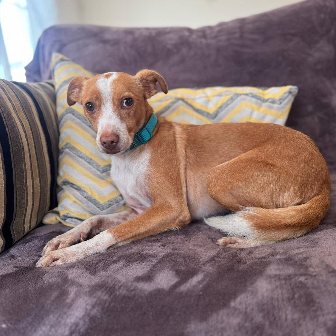 Hellbraun-weißer Rüde, liegend, linke Seite, Kopf und Blick nach links Blick in Kamera