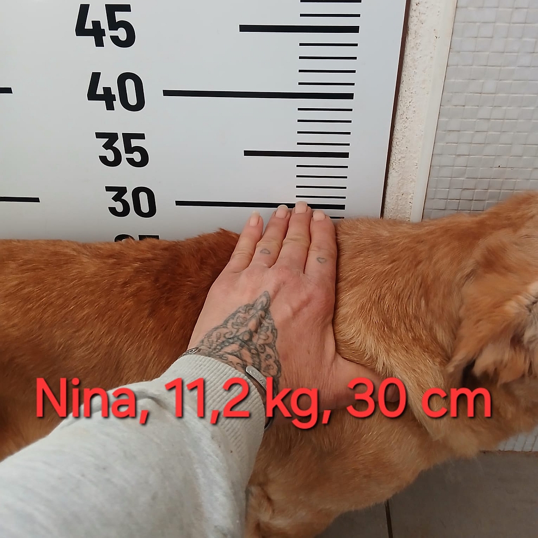 Hellbraune Hündin, beim Messen an Metermaß, Angabe von Schulterhöhe und Gewicht