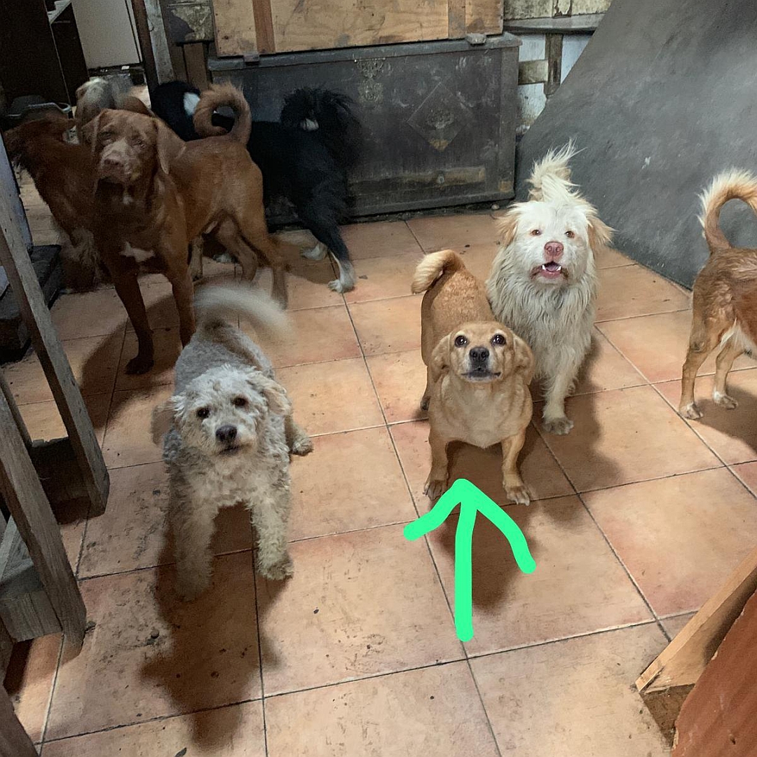 Hellbraune Hündin, in Mitten vieler anderer Hunde stehend, von vorn oben, Kopf und Blick nach oben in Kamera