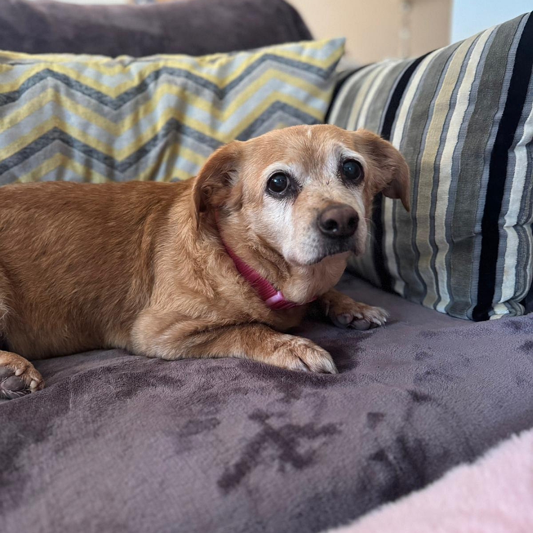 Hellbraune Hündin, liegend, rechte Seite, Kopf und Blick nach rechts in Kamera