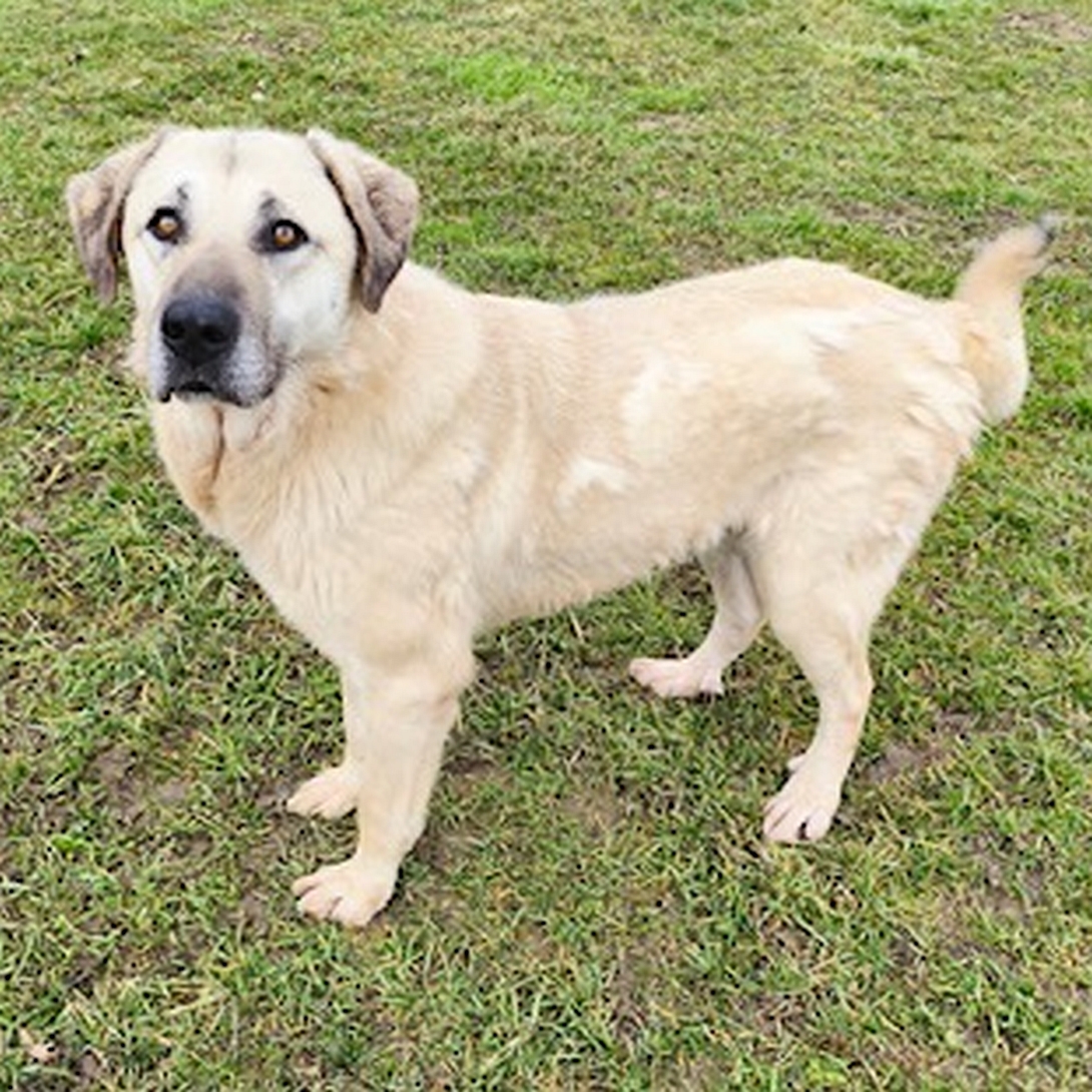 Hellbeiger Rüde, stehend, linke Seite, Blick nach links in Kamera
