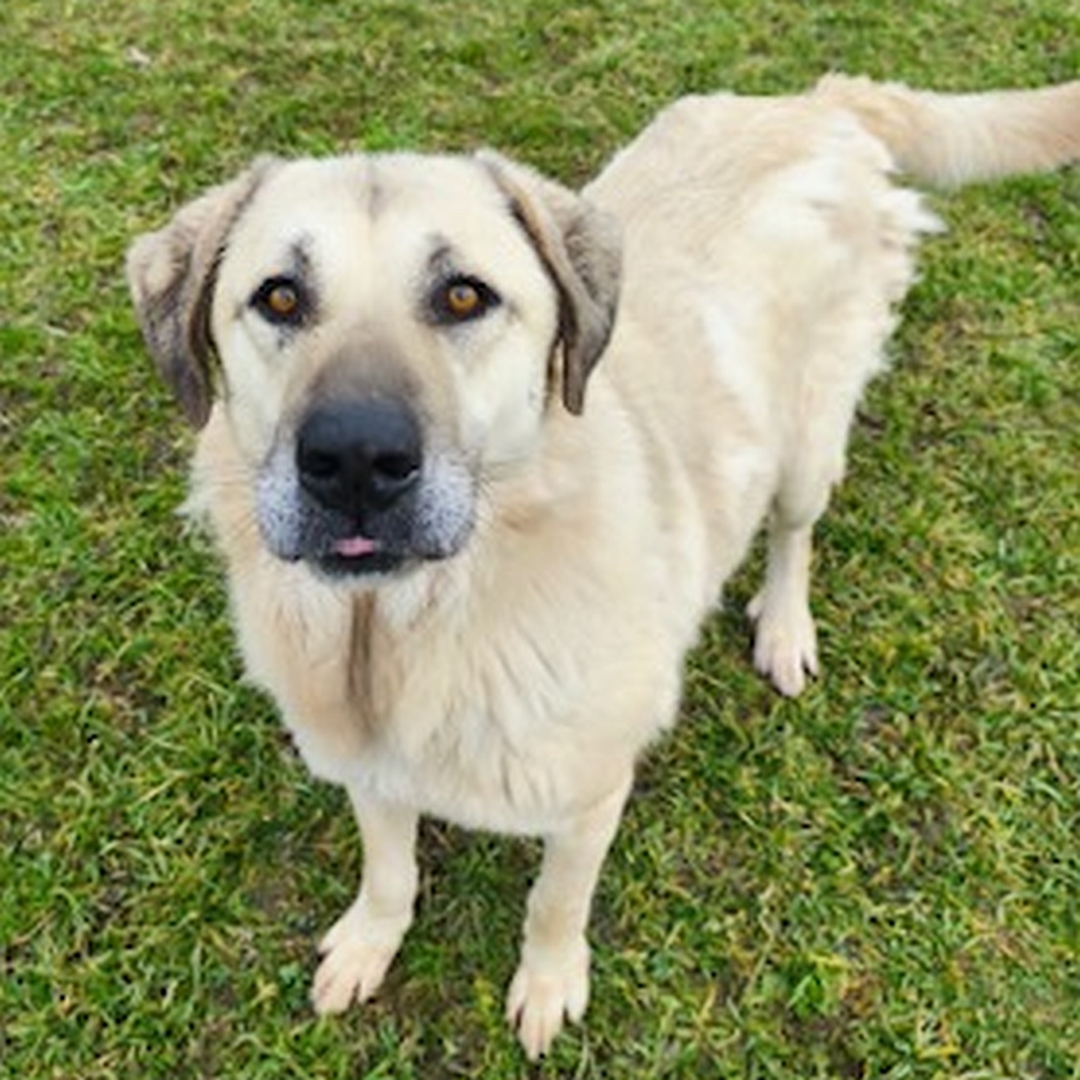 Hellbeiger Rüde, stehend, von vorn oben, Blick in Kamera
