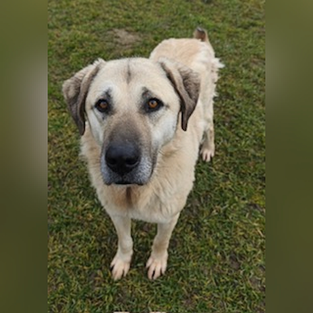 Hellbeiger Rüde, stehend, von vorn oben, Blick in Kamera