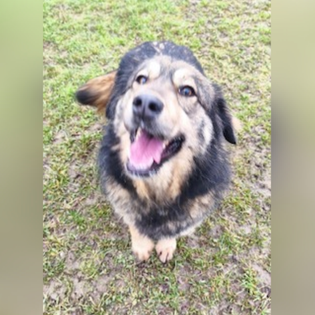 Braun-schwarze Hündin, stehend, von vorn oben, Blick in Kamera