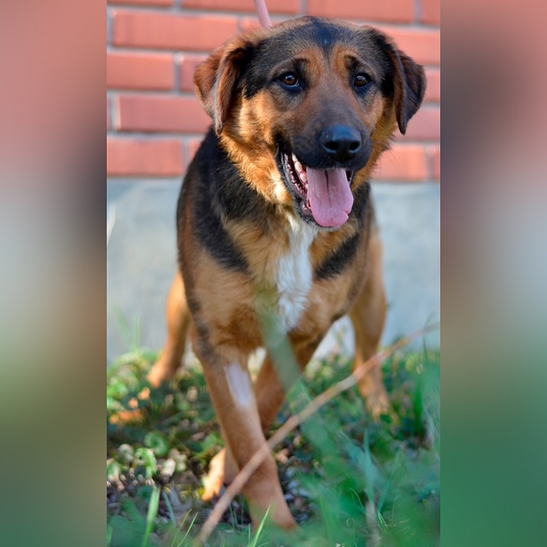 Schwarz-braune Hündin, weiße Brustblesse, stehend, von vorn, Blick in Kamera