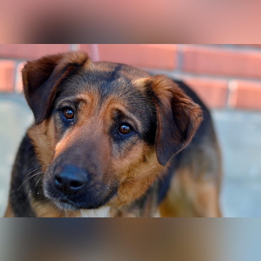 Schwarz-braune Hündin, weiße Brustblesse, Portrait Blick nach links