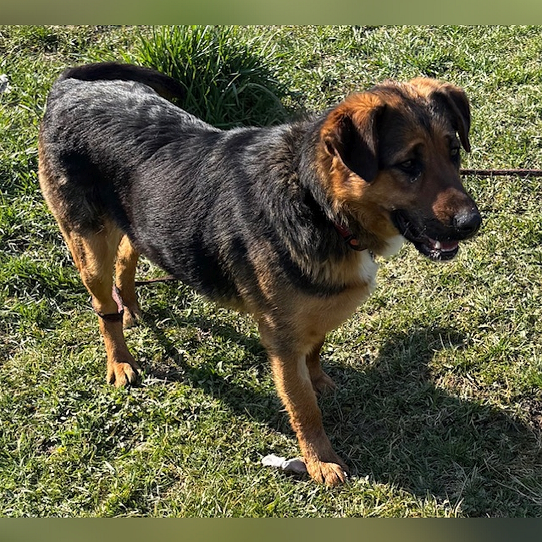 Schwarz-braune Hündin, weiße Brustblesse, stehend, rechte Seite, Kopf und Blick geradeaus