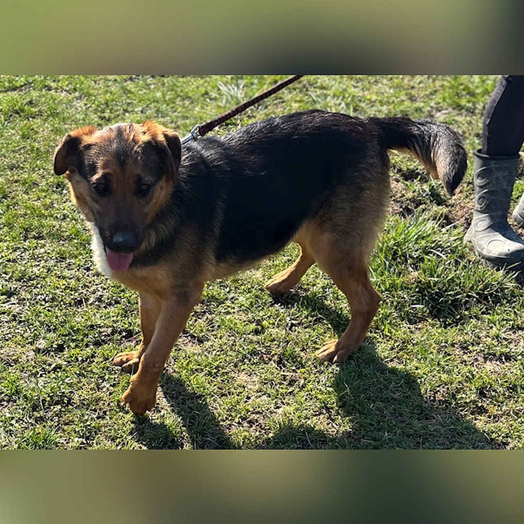 Schwarz-braune Hündin, weiße Brustblesse, stehend, linke Seite, Kopf und Blick leicht nach links