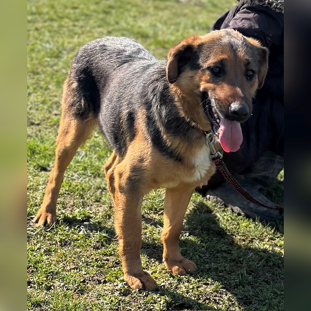 Schwarz-braune Hündin, weiße Brustblesse, stehend, rechte Seite, Kopf und Blick geradeaus