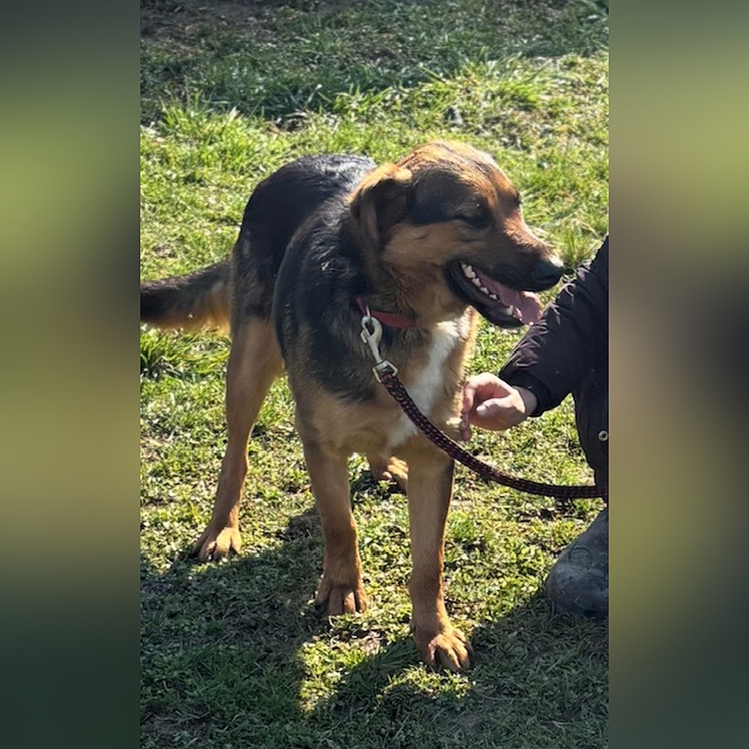 Schwarz-braune Hündin, weiße Brustblesse, stehend, von vorn, Kopf und Blick nach links