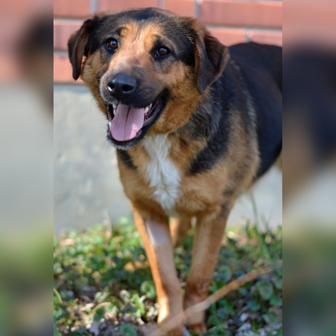 Schwarz-braune Hündin, weiße Brustblesse, stehend, von vorn, Blick leicht nach rechts