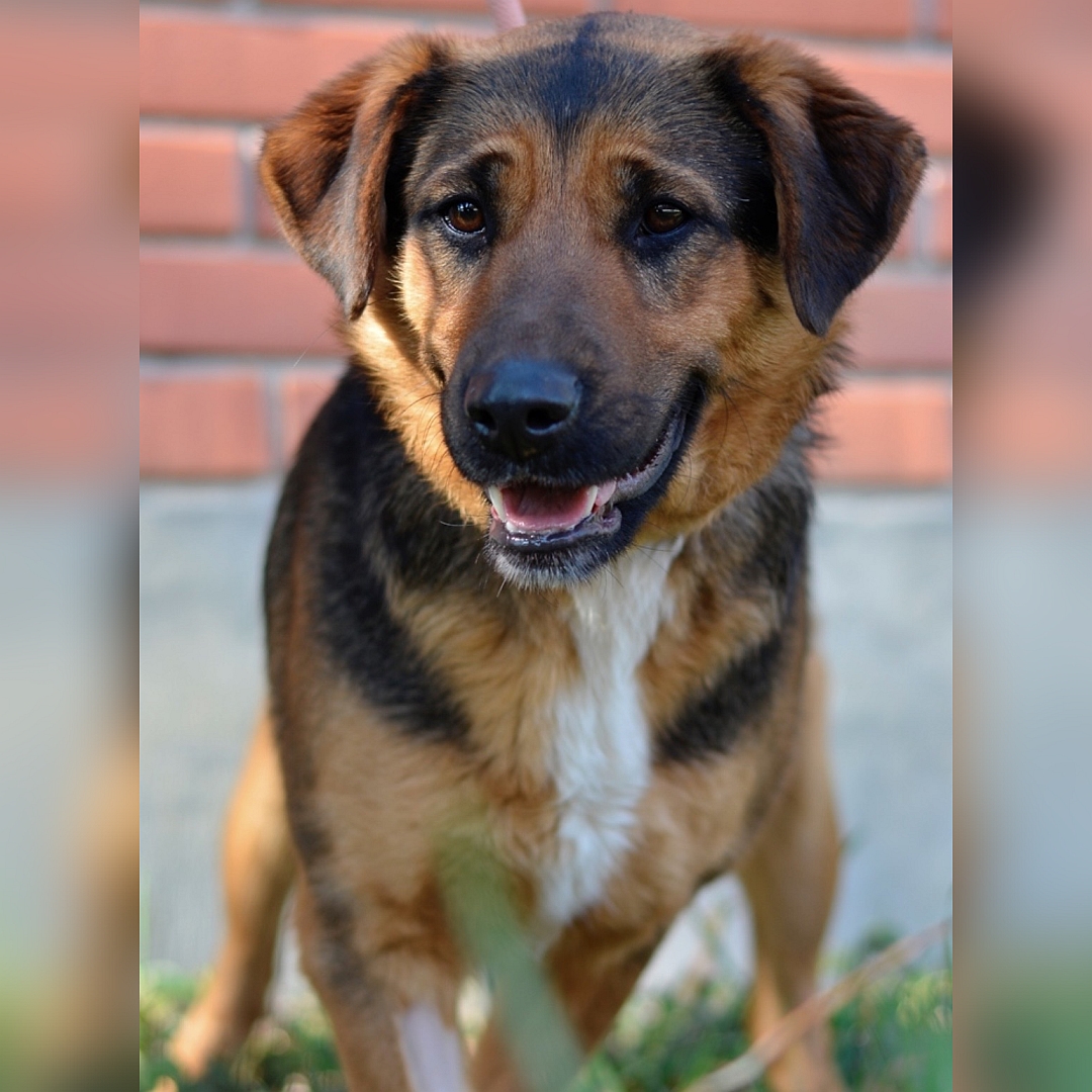 Schwarz-braune Hündin, weiße Brustblesse, stehend, von vorn, Blick leicht nach rechts