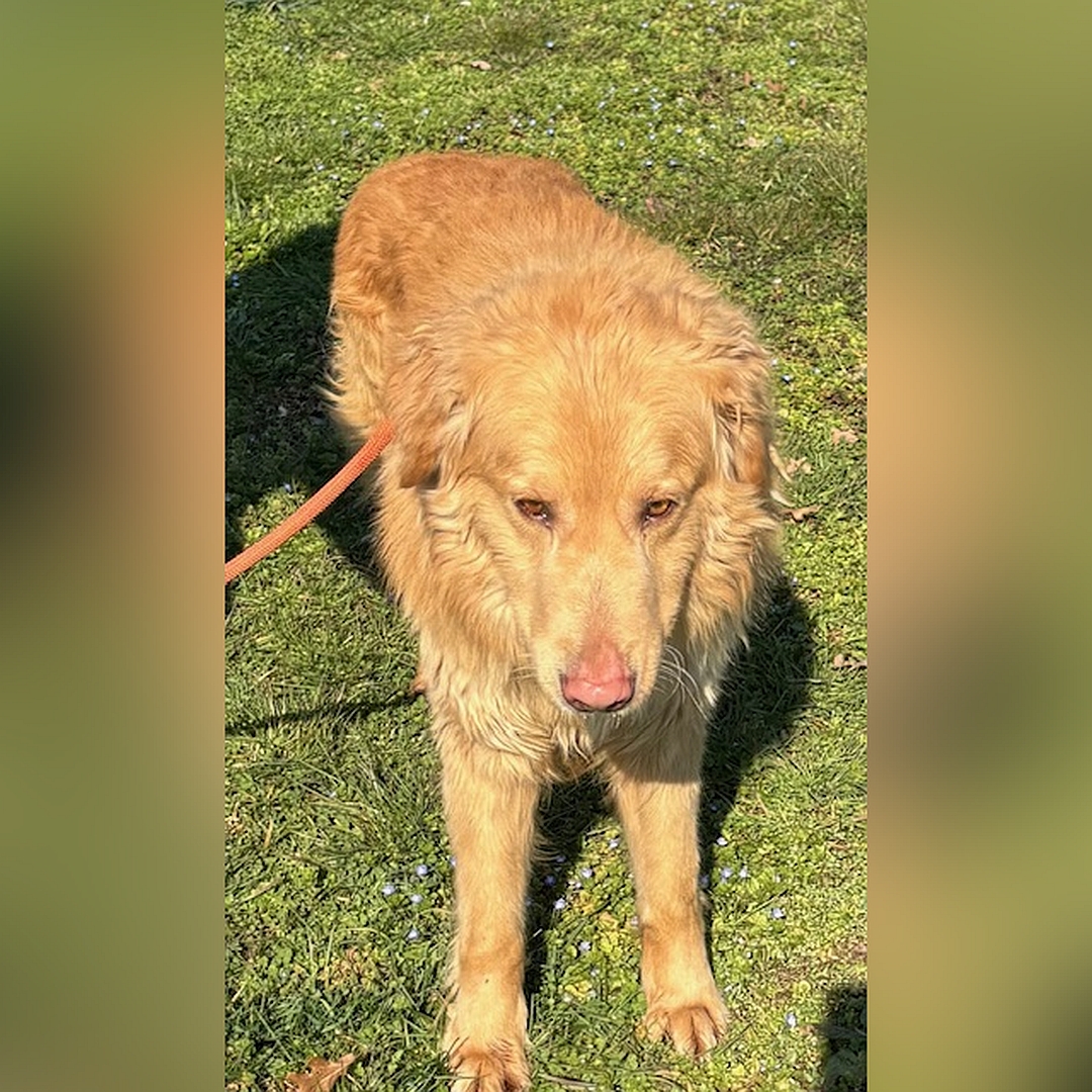 Hellbrauner Rüde, stehend, von vorn oben, Blick nach unten