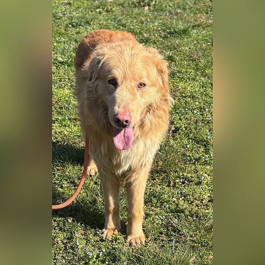 Hellbrauner Rüde, stehend, von vorn, Blick in Kamera