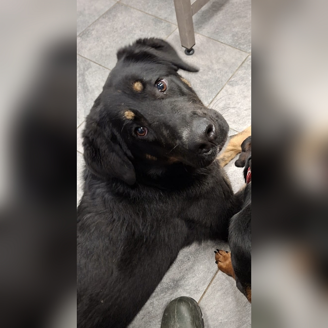 Schwarz-braune Hündin, weißer Brustfleck, von oben, Portrait, Blick nach rechts oben in Kamera