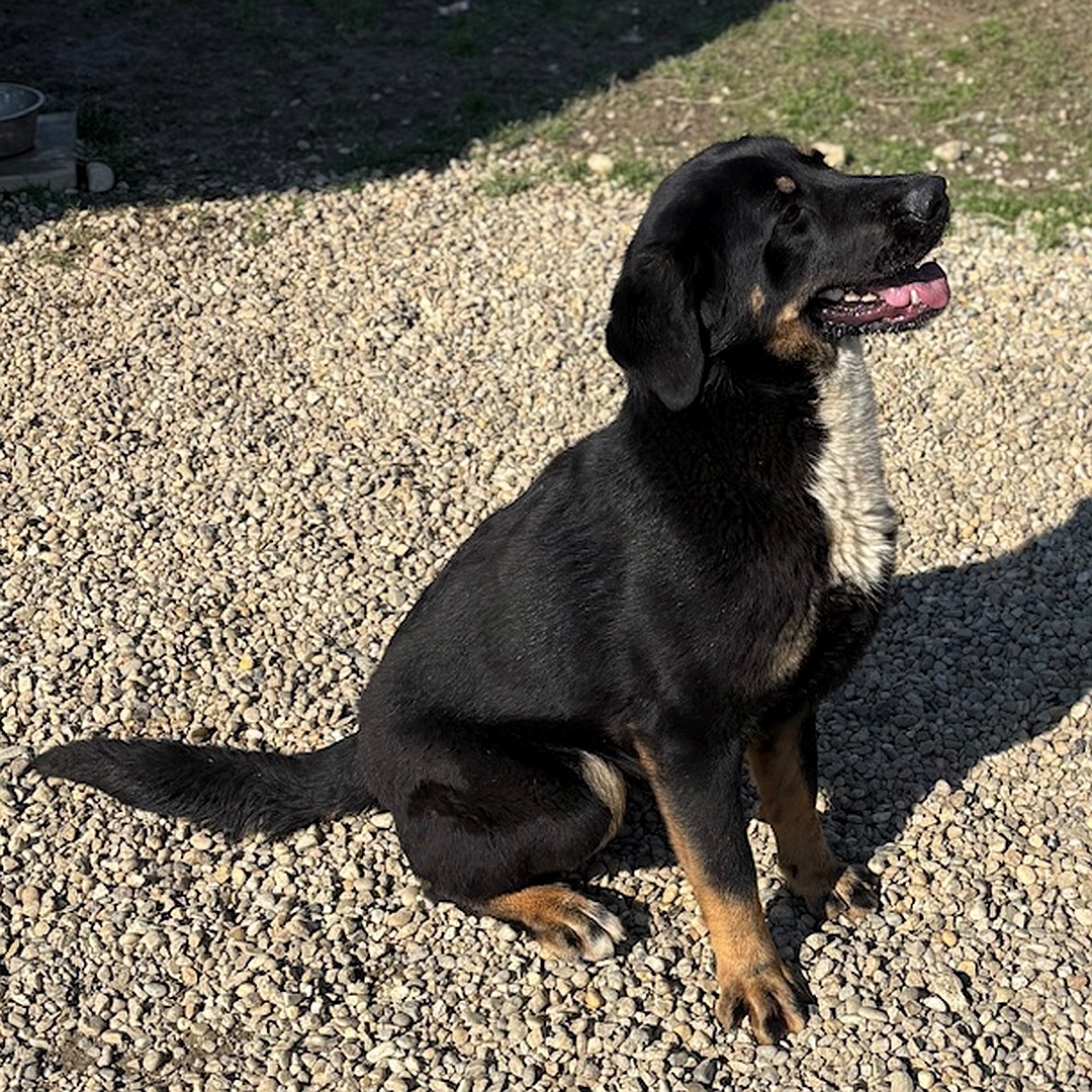 Schwarz-braune Hündin, weißer Brustfleck, sitzend, rechte Seite, Blick geradeaus