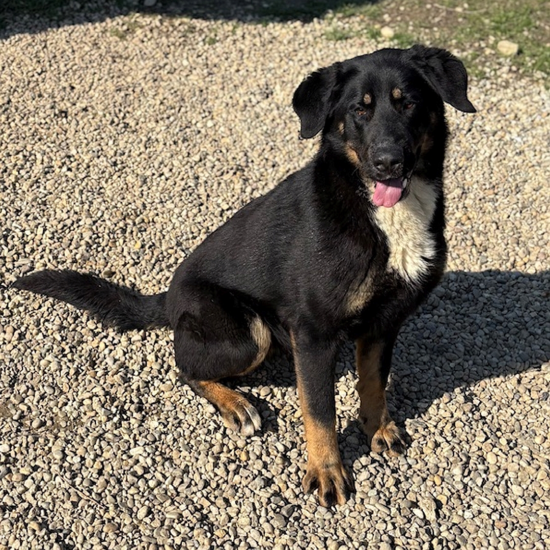 Schwarz-braune Hündin, weißer Brustfleck, sitzend, rechte Seite, Kopf und Blick nach rechts in Kamera