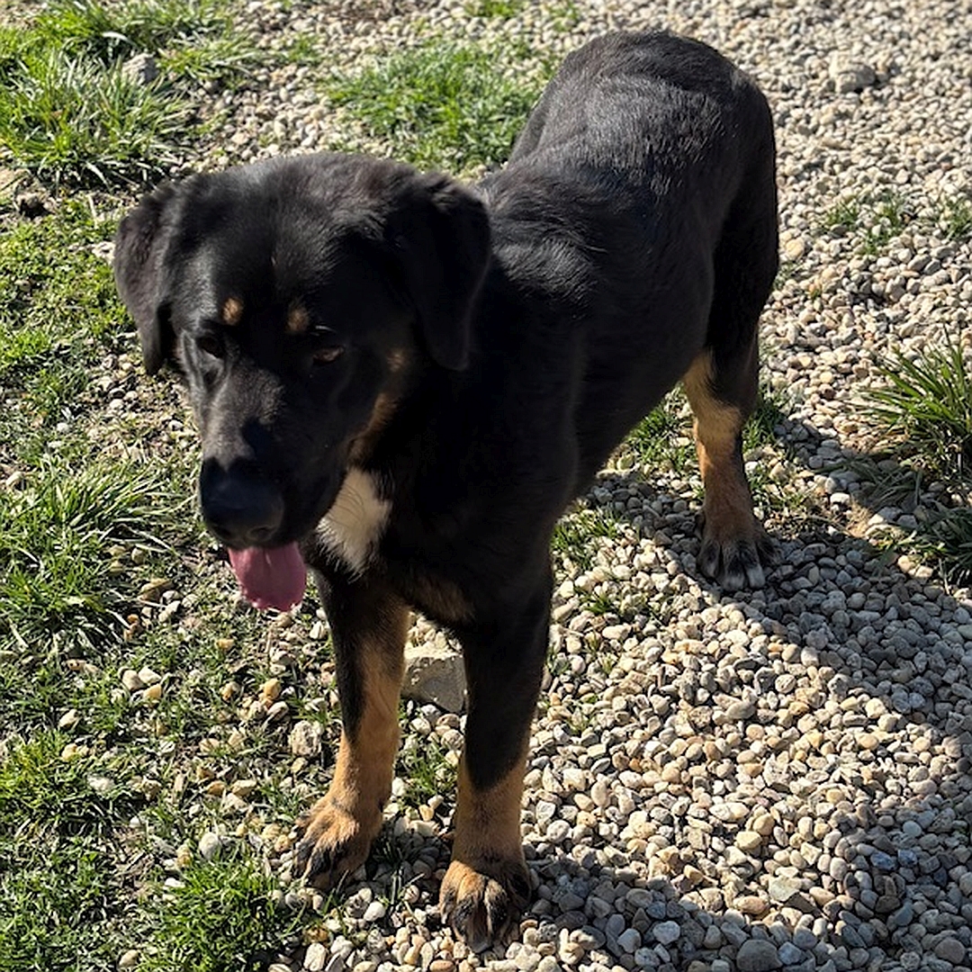 Schwarz-braune Hündin, weißer Brustfleck, stehend, von vorn oben, Blick geradeaus