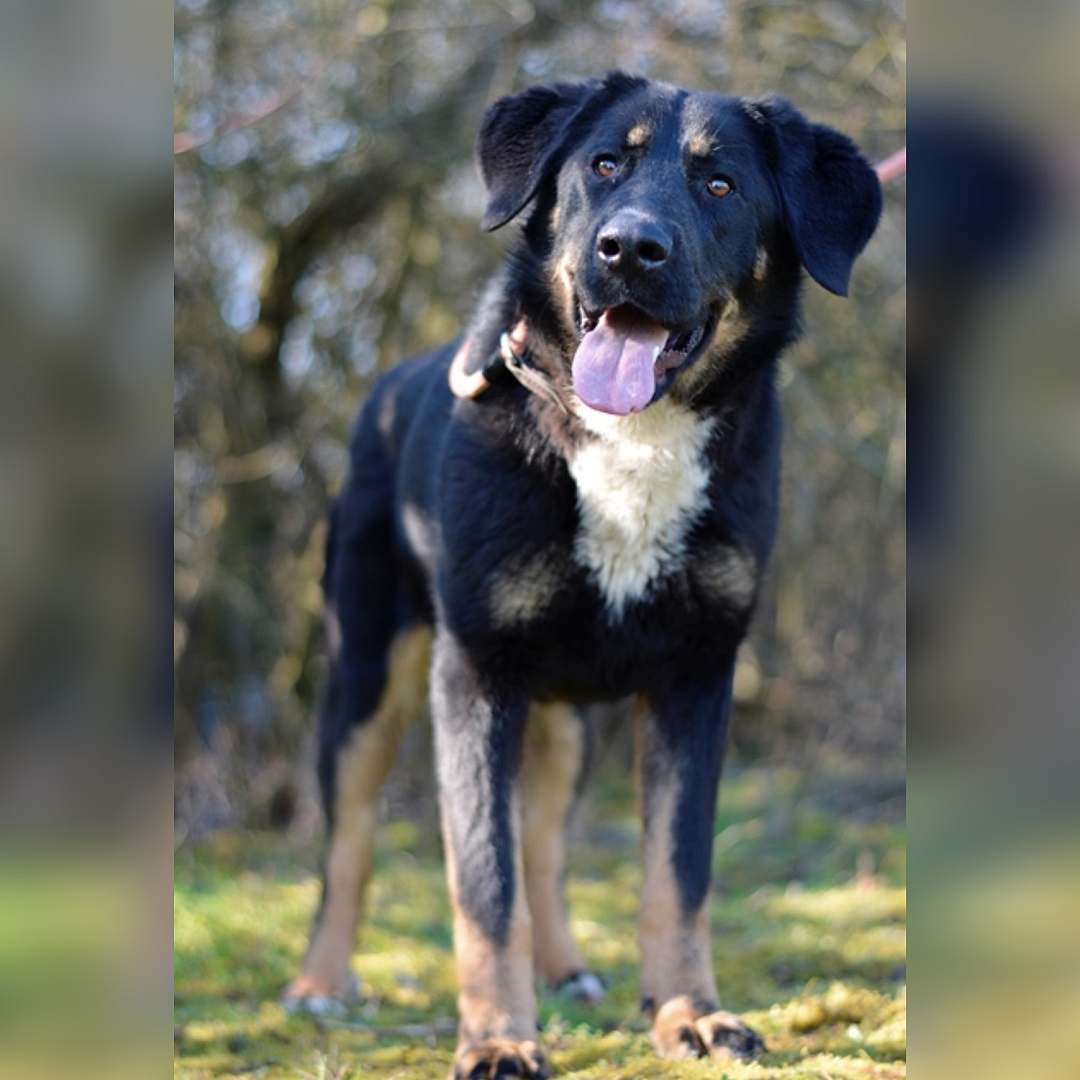 Schwarz-braune Hündin, weißer Brustfleck, stehend, von vorn, Blick leicht nach oben