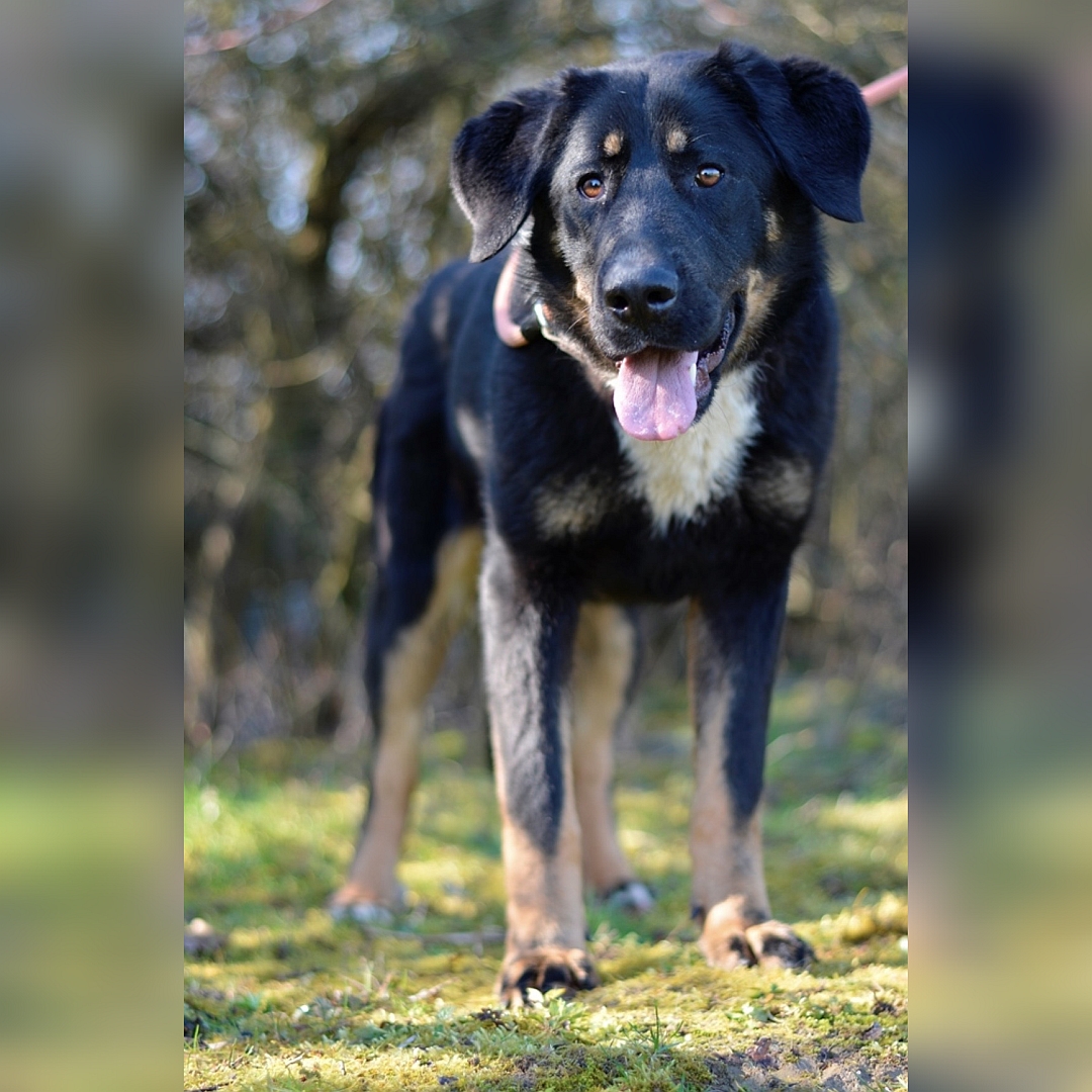 Schwarz-braune Hündin, weißer Brustfleck, stehend, von vorn, Blick in Kamera