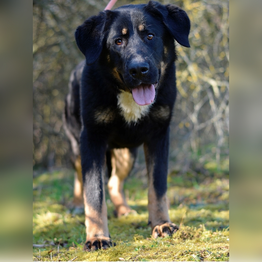 Schwarz-braune Hündin, weißer Brustfleck, stehend, von vorn, Blick in Kamera