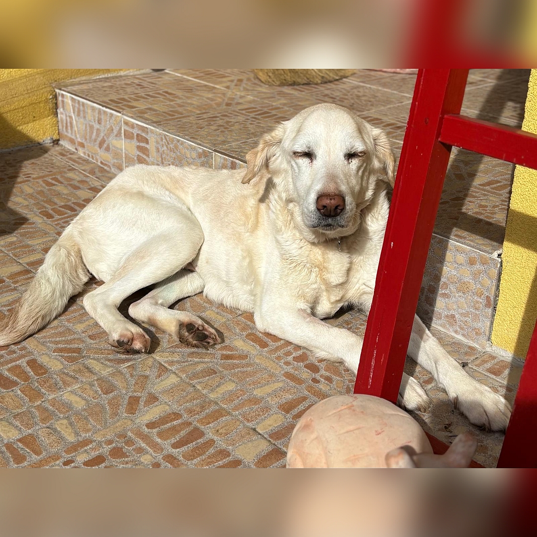 Weiße Hündin, in der Sonne liegend, von eher rechts vorn, Kopf leicht nach links, Augen im Gegenlicht geschlossen