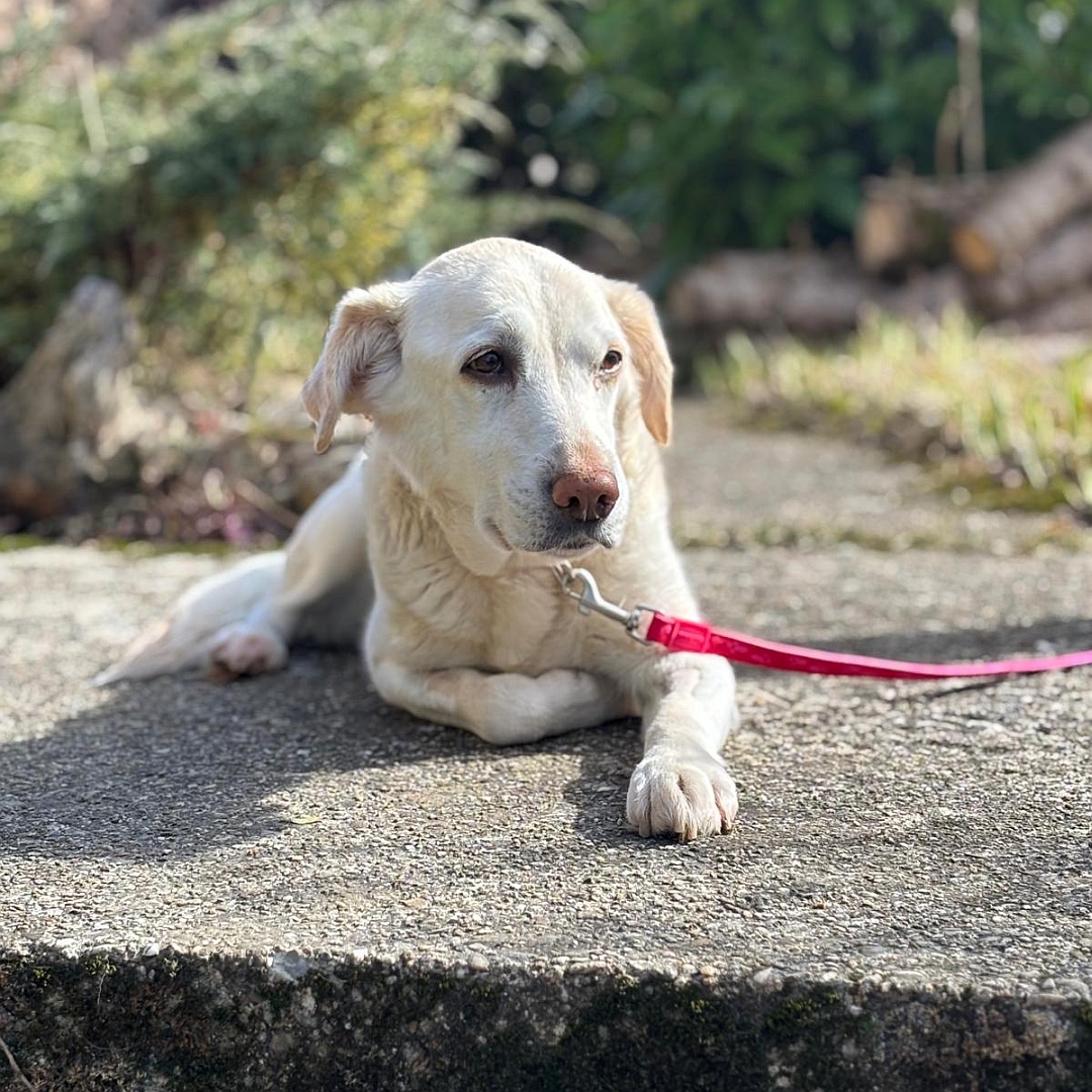 Weiße Hündin, liegend, von vorn, Kopf und Blick leicht nach links