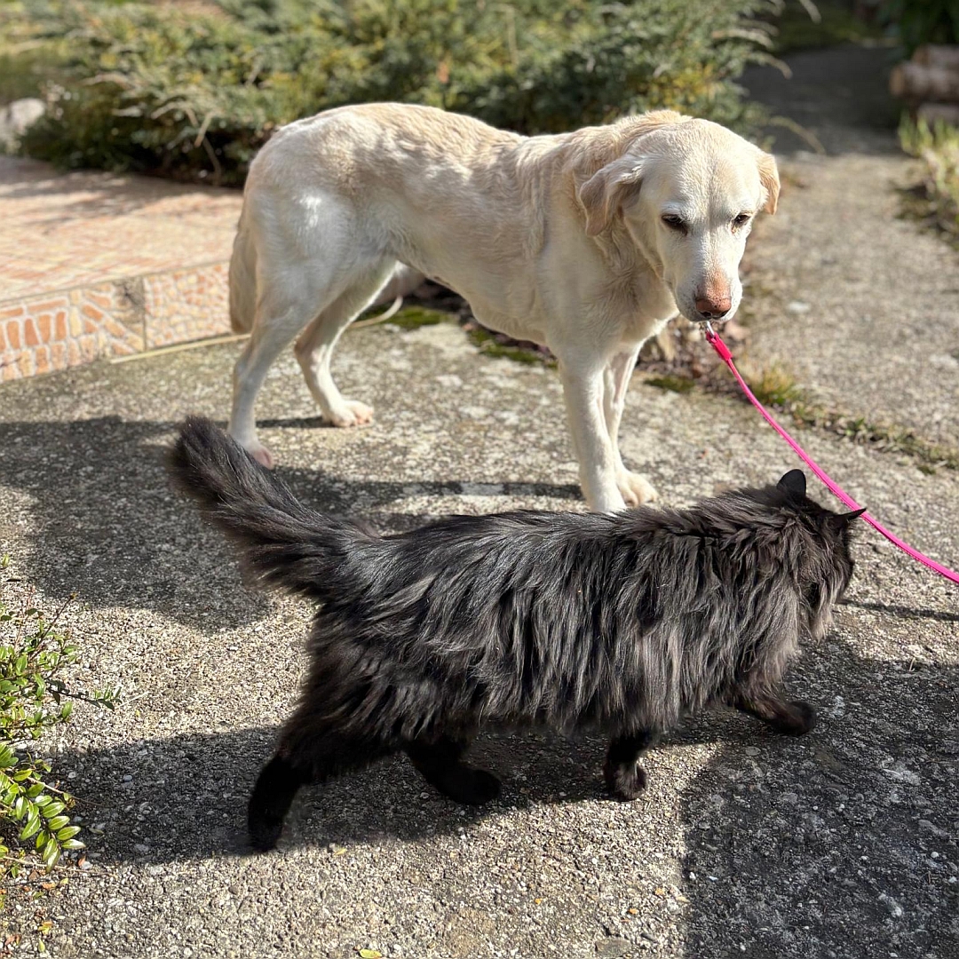 Weiße Hündin, stehend, rechte Seite, Blick nach rechts unten zu einer Katze