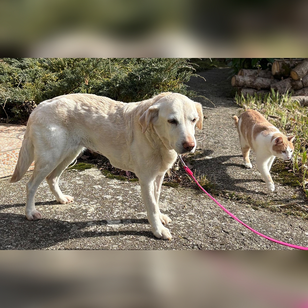 Weiße Hündin, stehend, rechte Seite, Blick geradeaus, rechts daneben eine Katze