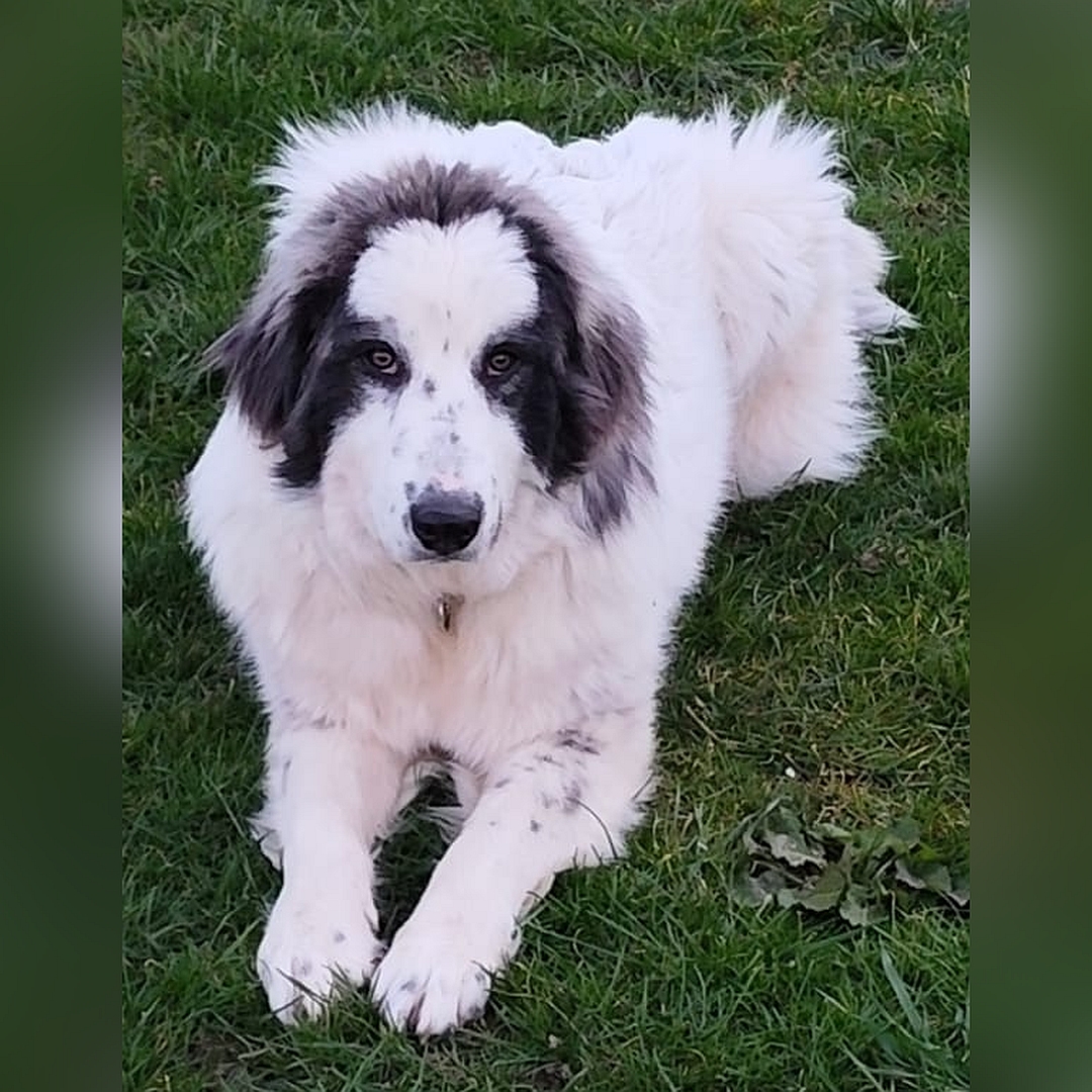 Weiße Hündin, graue Ohren, liegend, von vorn, Blick in Kamera